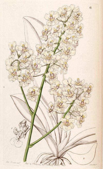 Trichocentrum stramineum by Miss Drake